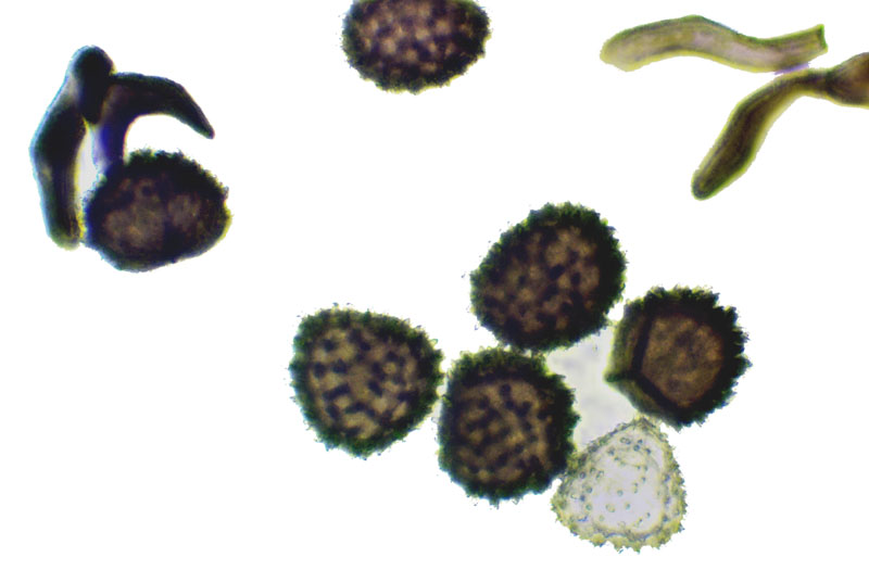 Anthoceros agrestis
